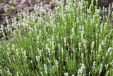 Weißer Lavendel als Pflanze im Beet ; Einsatz: Steingärten ; Pluspunkt: duftend;;günstig mit Qualität