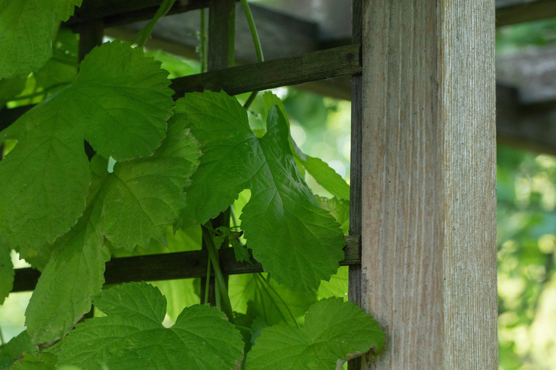 Vitis 'Mitschurinski' (Tafeltraube 'Mitschurinski')