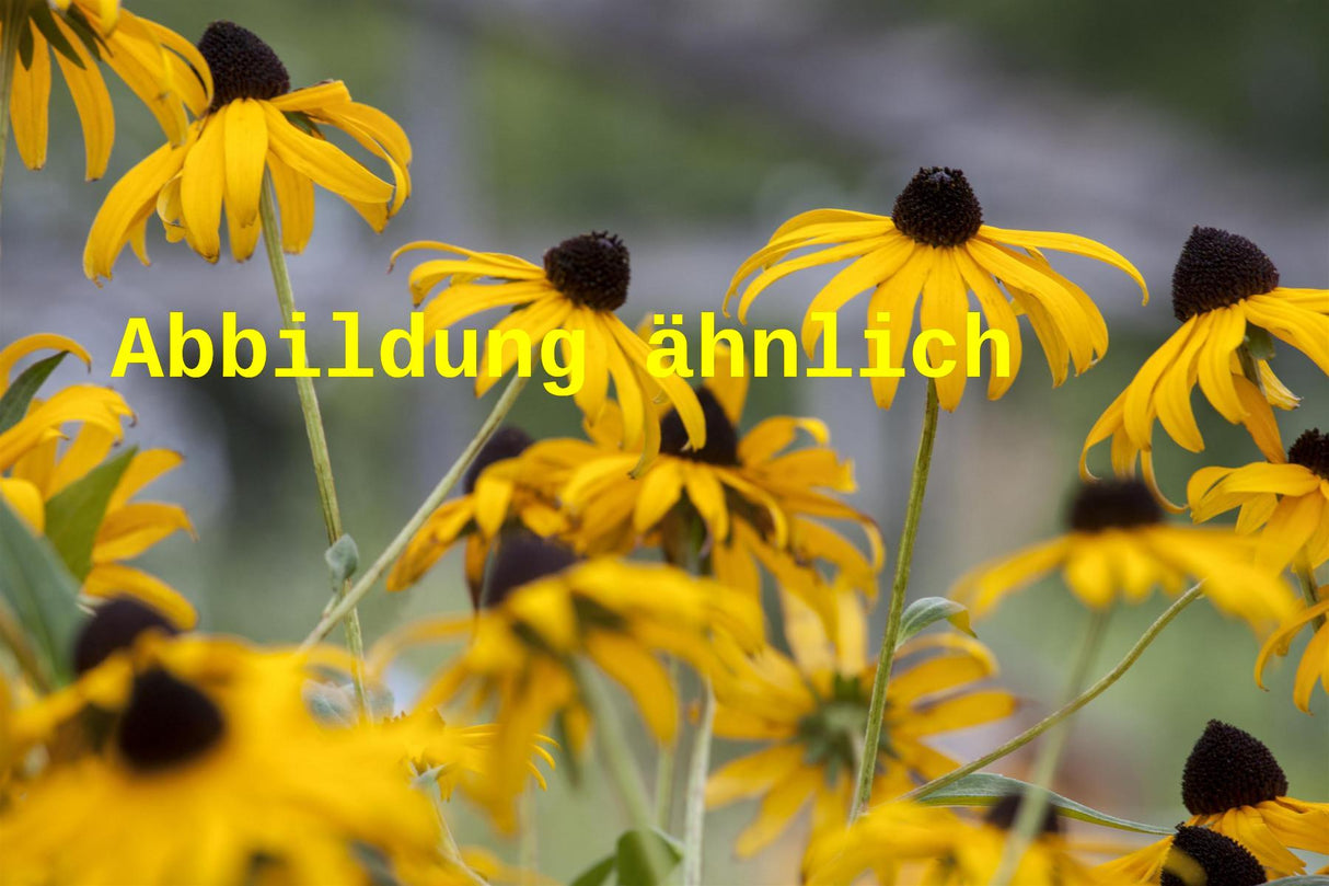 Echinacea paradoxa (Seltsamer Scheinsonnenhut)