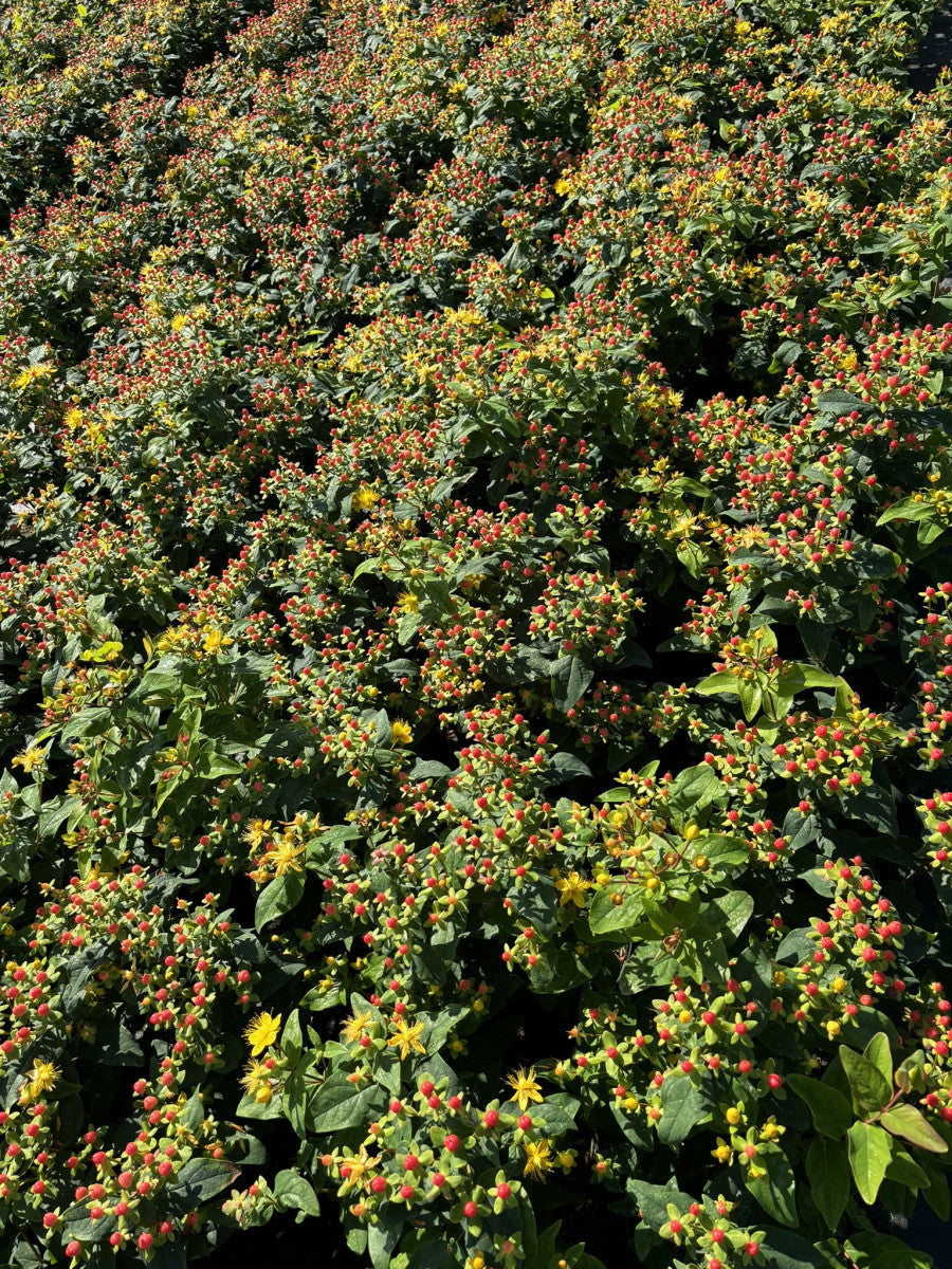 Hypericum androsaemum 'Excellent Flair' (Mannsblut 'Excellent Flair')