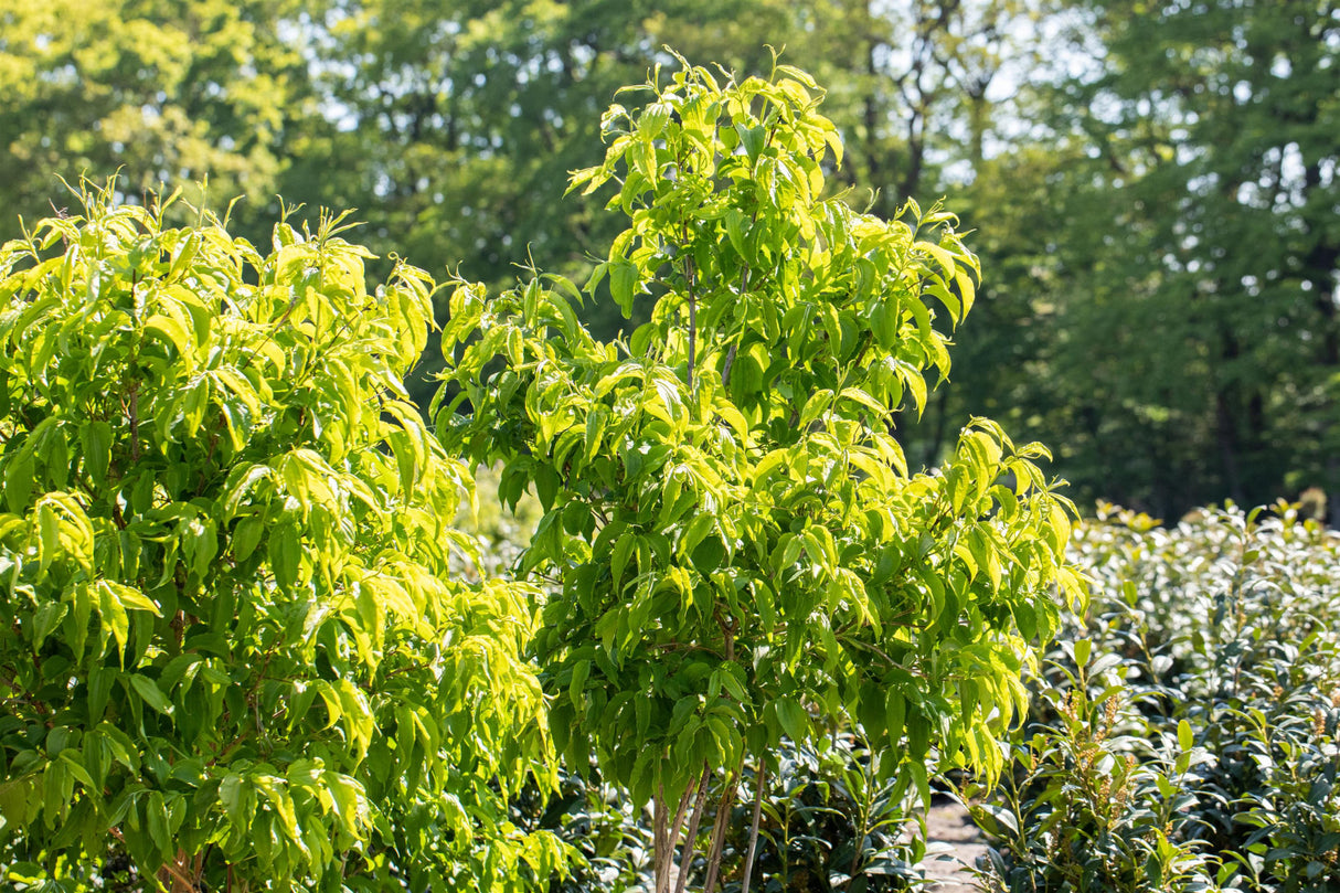 Heptacodium , verfügbar in 6 Größen und Varianten ; Pluspunkt: schöne Blüte;;hier kaufen