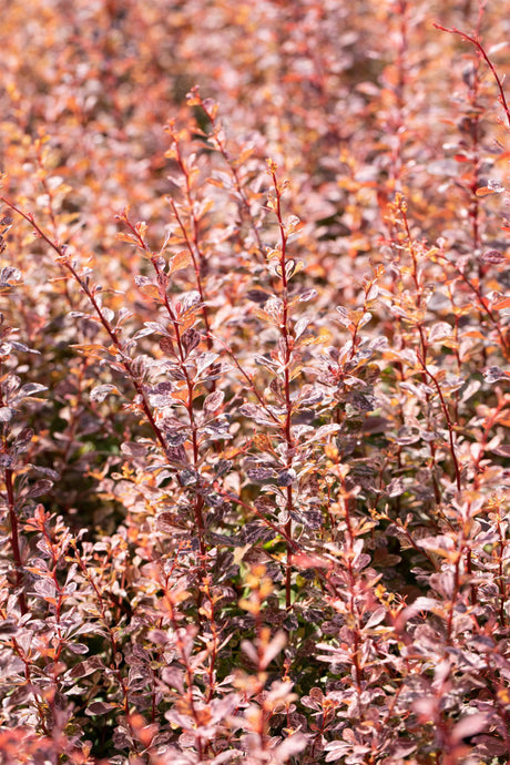 Berberis thunbergii 'Rose Glow' , erhältlich von 40-60 bis 60-80 cm ;;ab 21,50 Euro