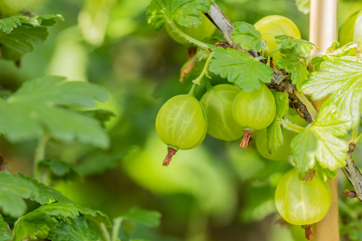 Ribes uva-crispa, grün mehltaures. mit Früchten ;;ab 9,90 Euro