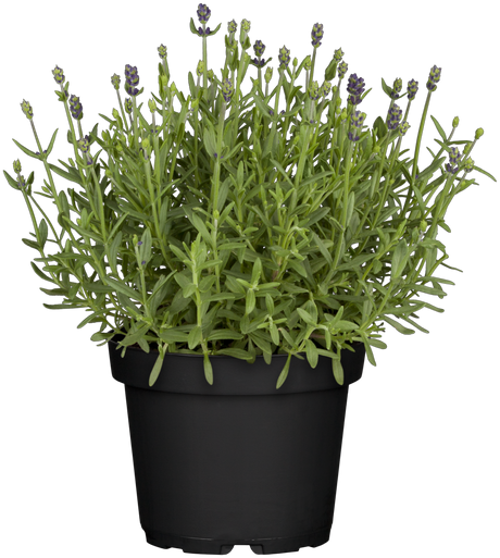 Lavandula angustifolia 'Blue Scent' im Topf ;;ab 4,15 Euro