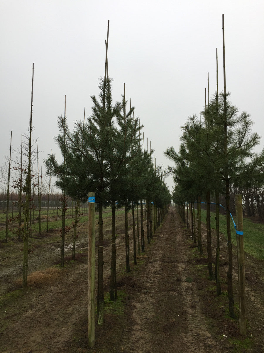 Pinus sylvestris , erhältlich von 40-60 bis 450-650 cm ;;ab 0,19 Euro