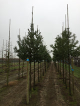 Pinus sylvestris HkG 85101 ;;ab 0,35 Euro