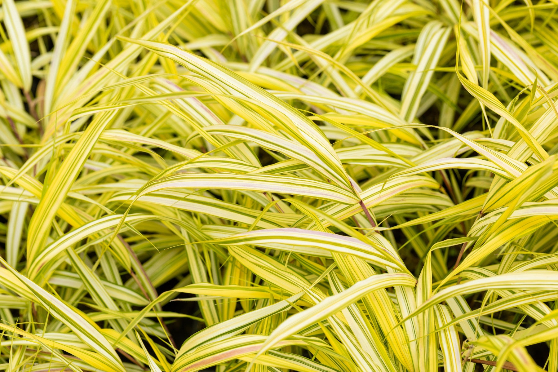 Hakonechloa macra 'Aureola' (Garten-Ziergras)