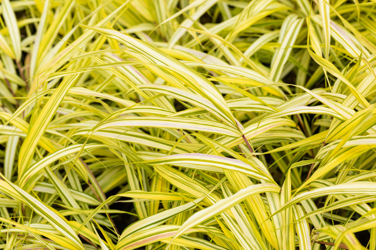 Hakonechloa macra 'Aureola' ;;ab 9,20 Euro