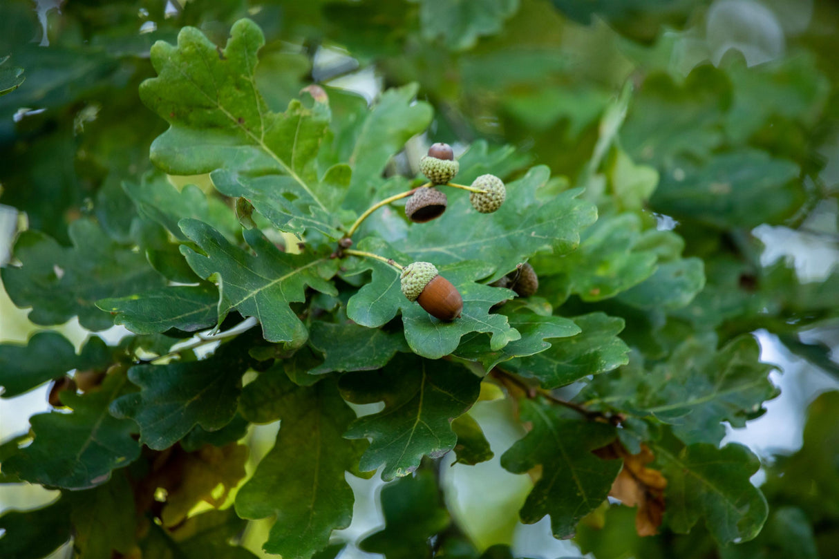 Synonym (alte Bezeichnung): Quercus pedunculata mit Sommerbelaubung ; Einsatz: Allee- und Solitärbaum ;;