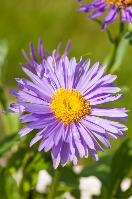 Aster alpinus mit Blüte ;;ab 3,10 Euro