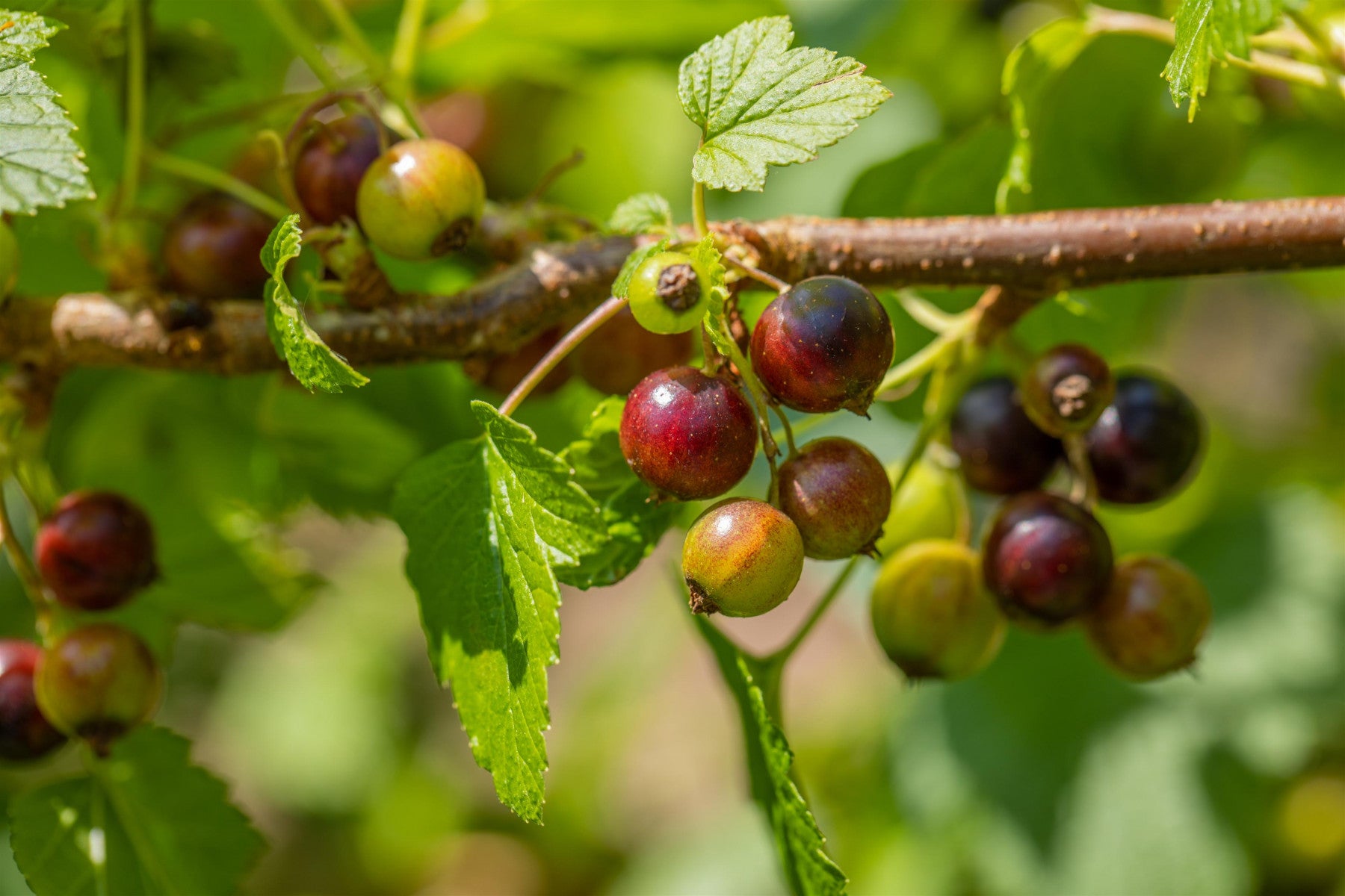 Ribes nigrum 'Ben Sarek' (Johannisbeere 'Ben Sarek')