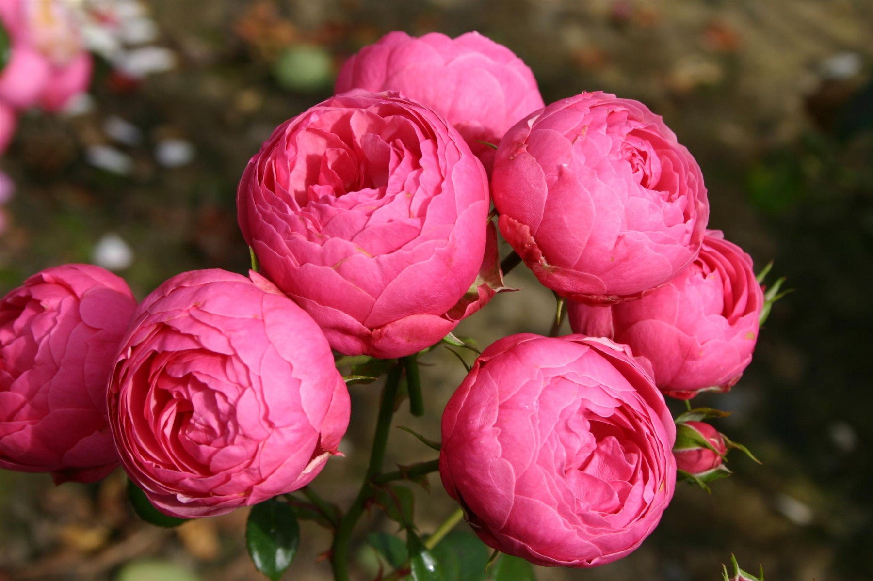 Rosa 'Pomponella' BT (Beetrose 'Pomponella' -R- ADR-Rose)