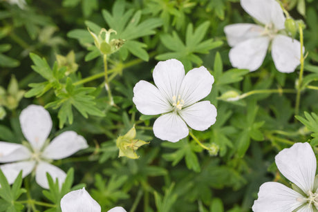 Geranium sanguineum 'Album' mit Blüte ;;ab 3,65 Euro