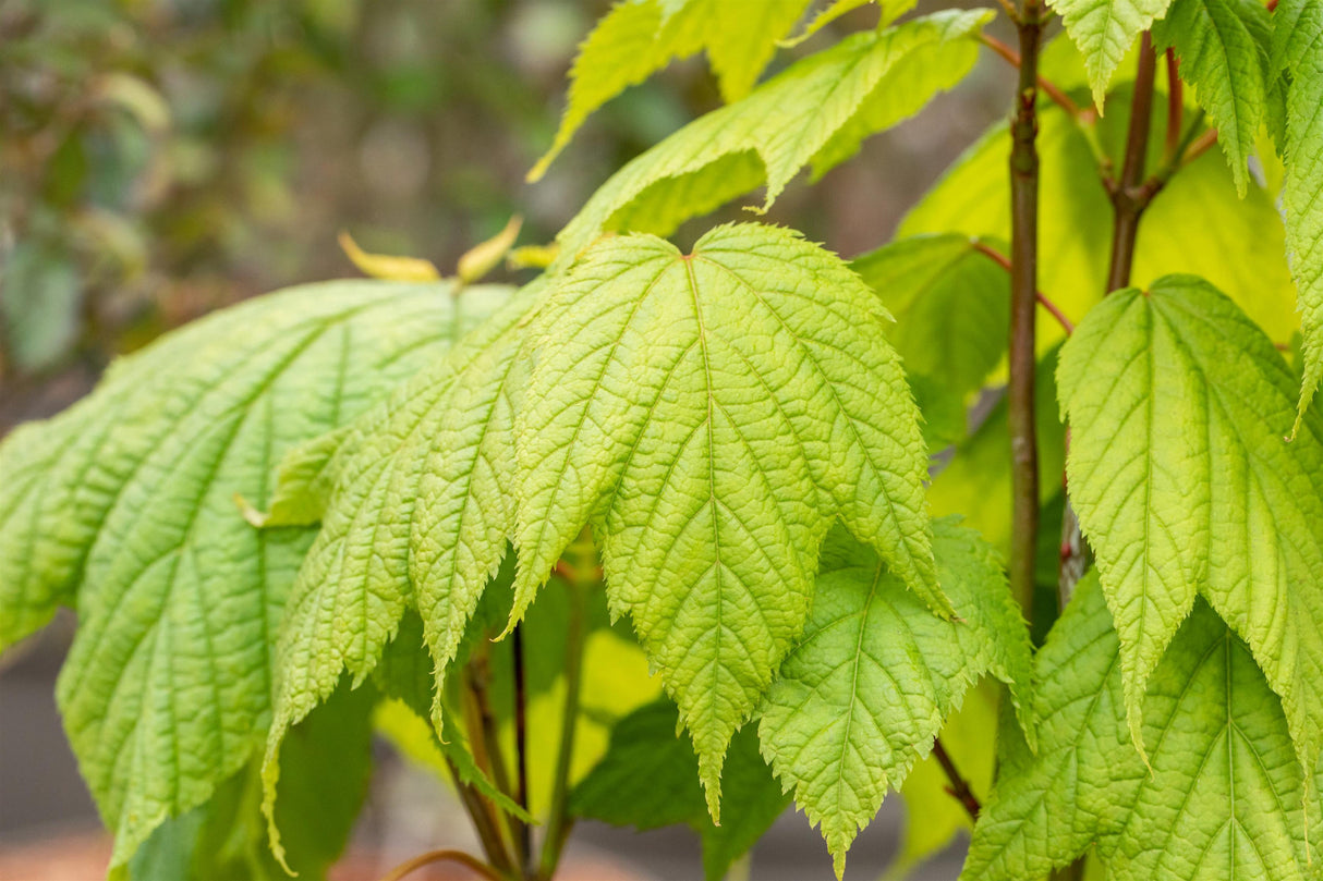 Acer pensylvanicum mit Sommerbelaubung, erhältlich von 80-100 bis 450-650 cm ;;ab 46,00 Euro