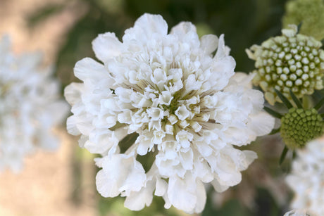 Scabiosa caucasica 'Perfecta Alba' mit Blüte ;;ab 4,65 Euro