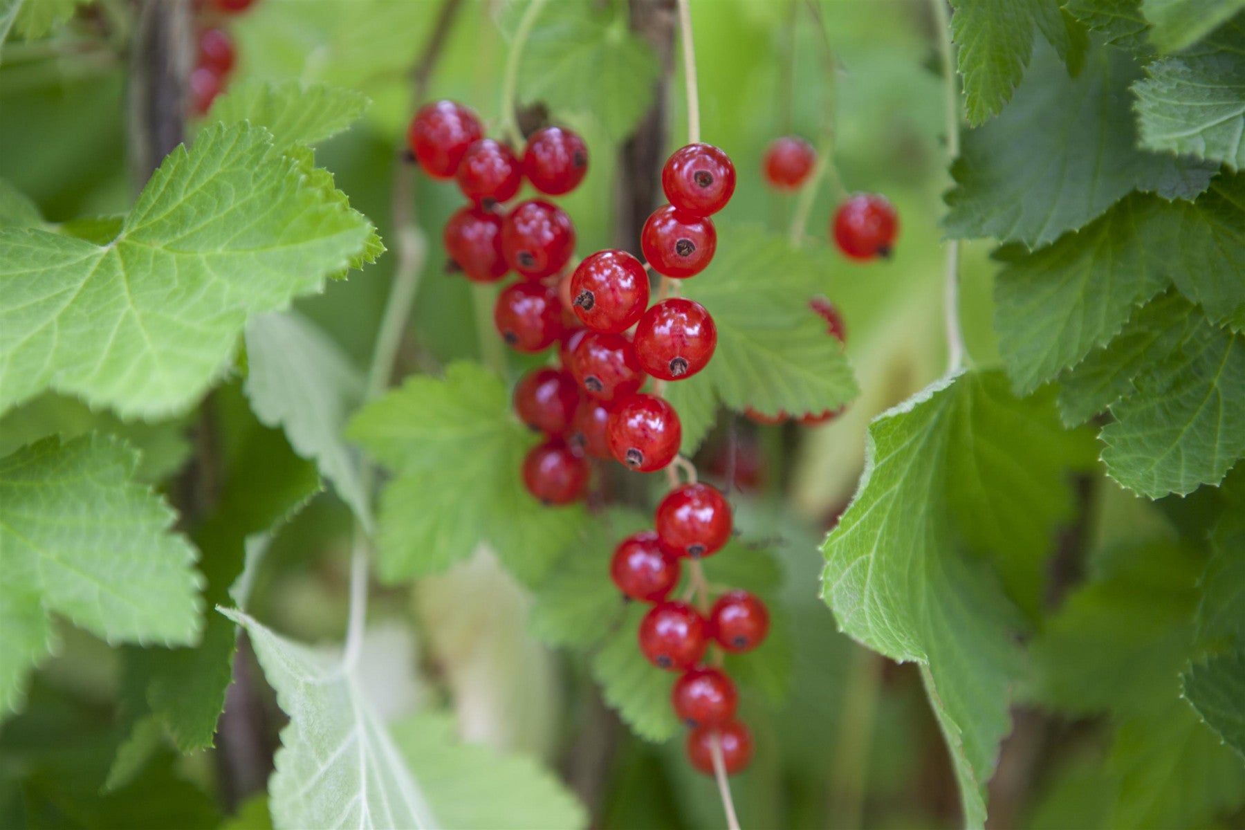 Ribes rubrum (Rote Johannisbeere)