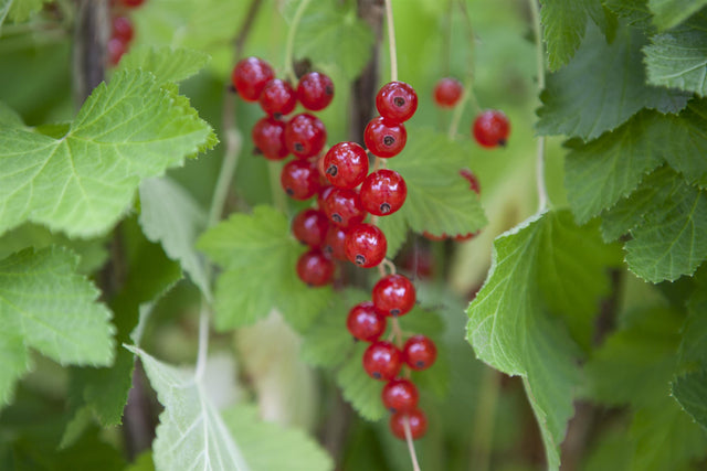 Ribes rubrum mit Früchten, erhältlich von 40-60 bis 70-90 cm ;;ab 3,55 Euro