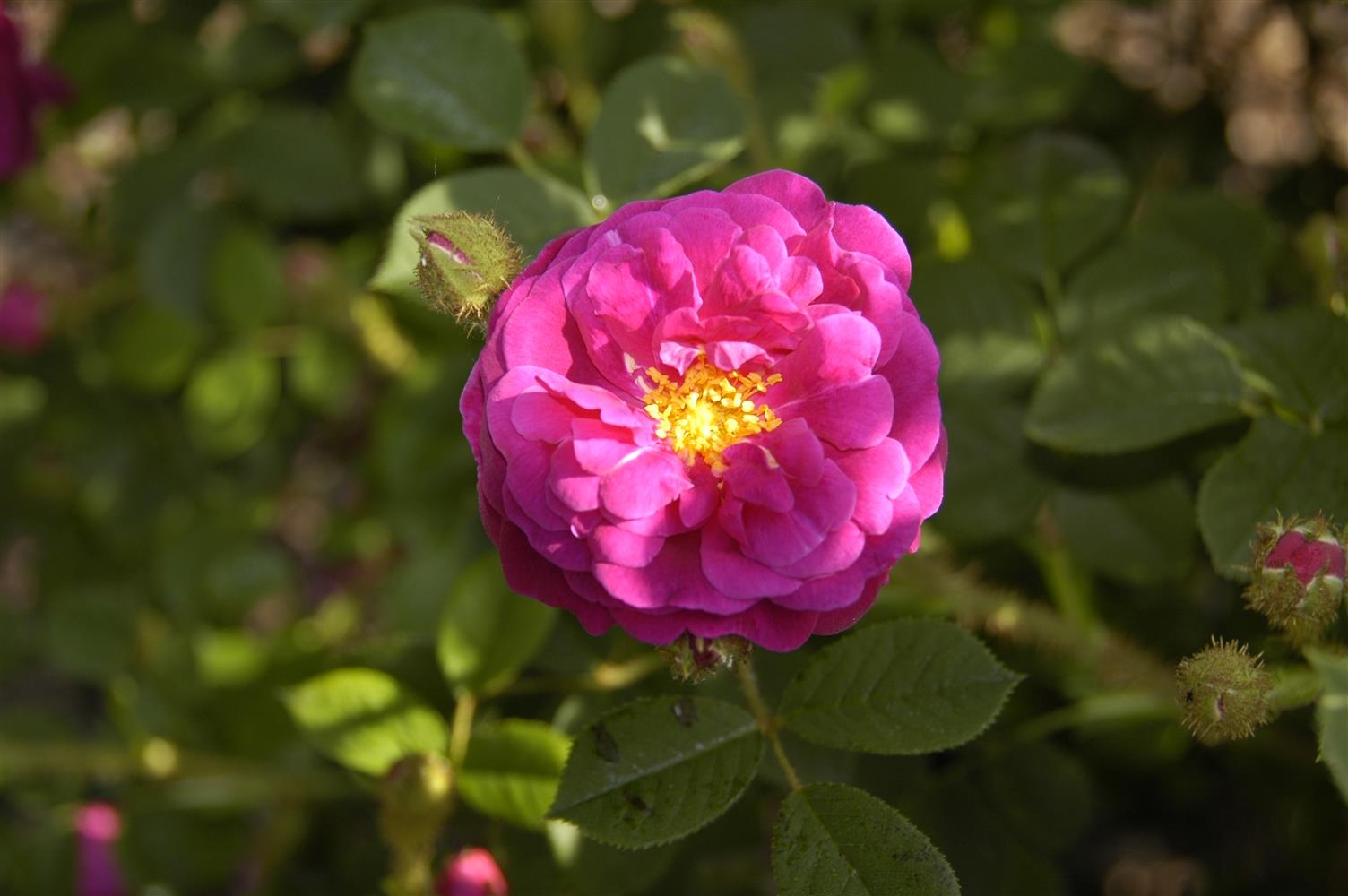 Rosa centifolia muscosa STR (Strauchrose centifolia muscosa)