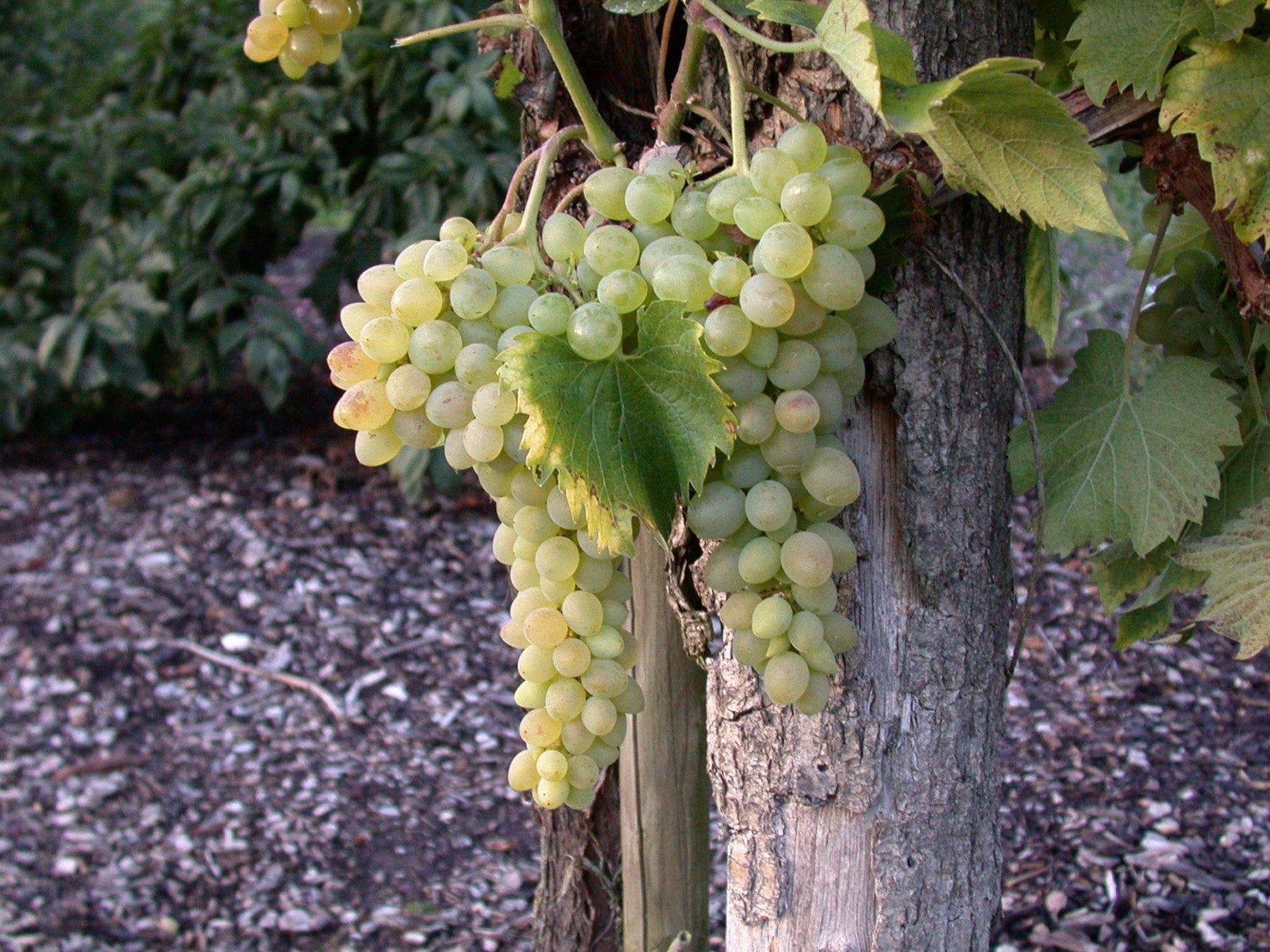 Vitis 'Glenora' (Tafeltraube 'Glenora')