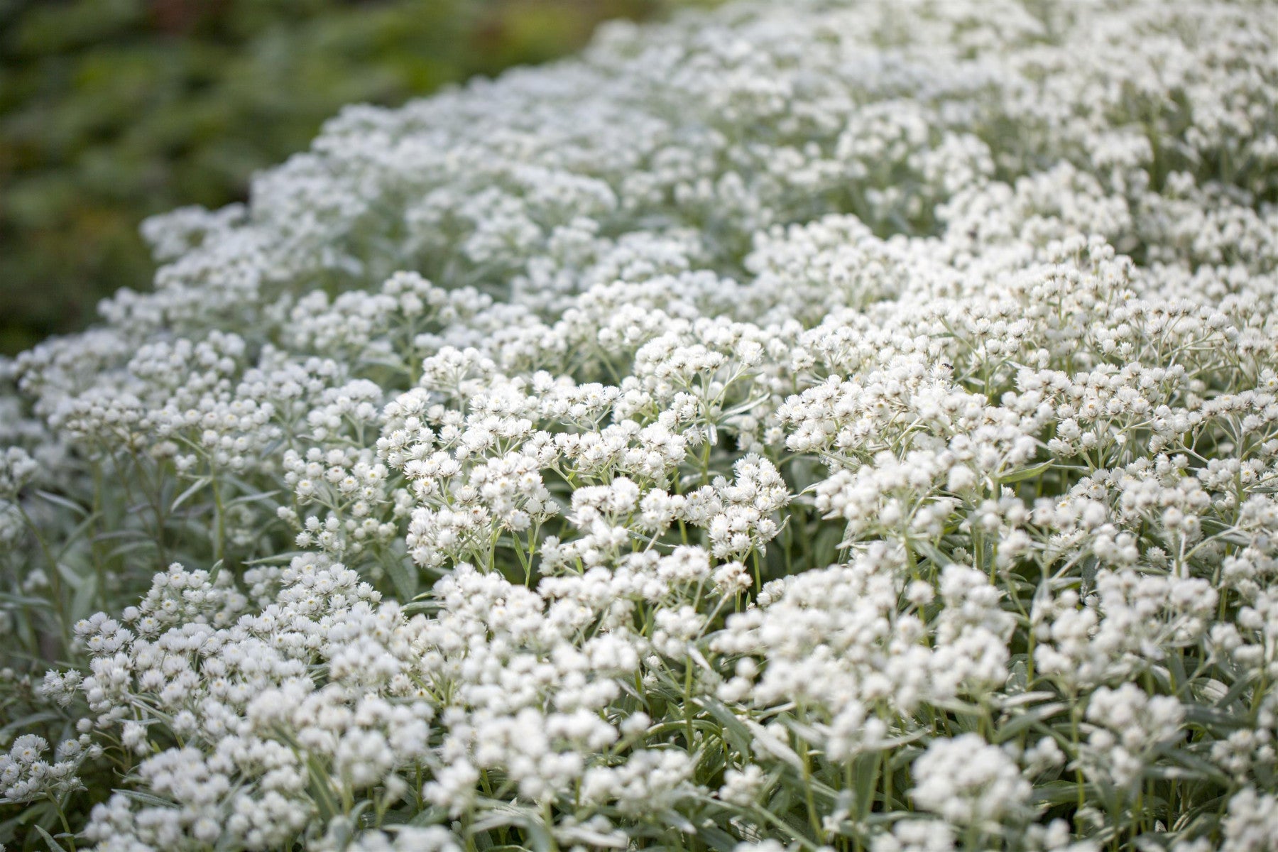 Anaphalis triplinervis 'Silberregen' (Garten-Perlkörbchen)