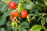 Kartoffelrose mit Früchten, erhältlich als: leichte Sträucher, verschulte Sträucher ; Einsatz: Solitärpflanze ; Pluspunkt: pflegeleicht;;günstig mit Qualität