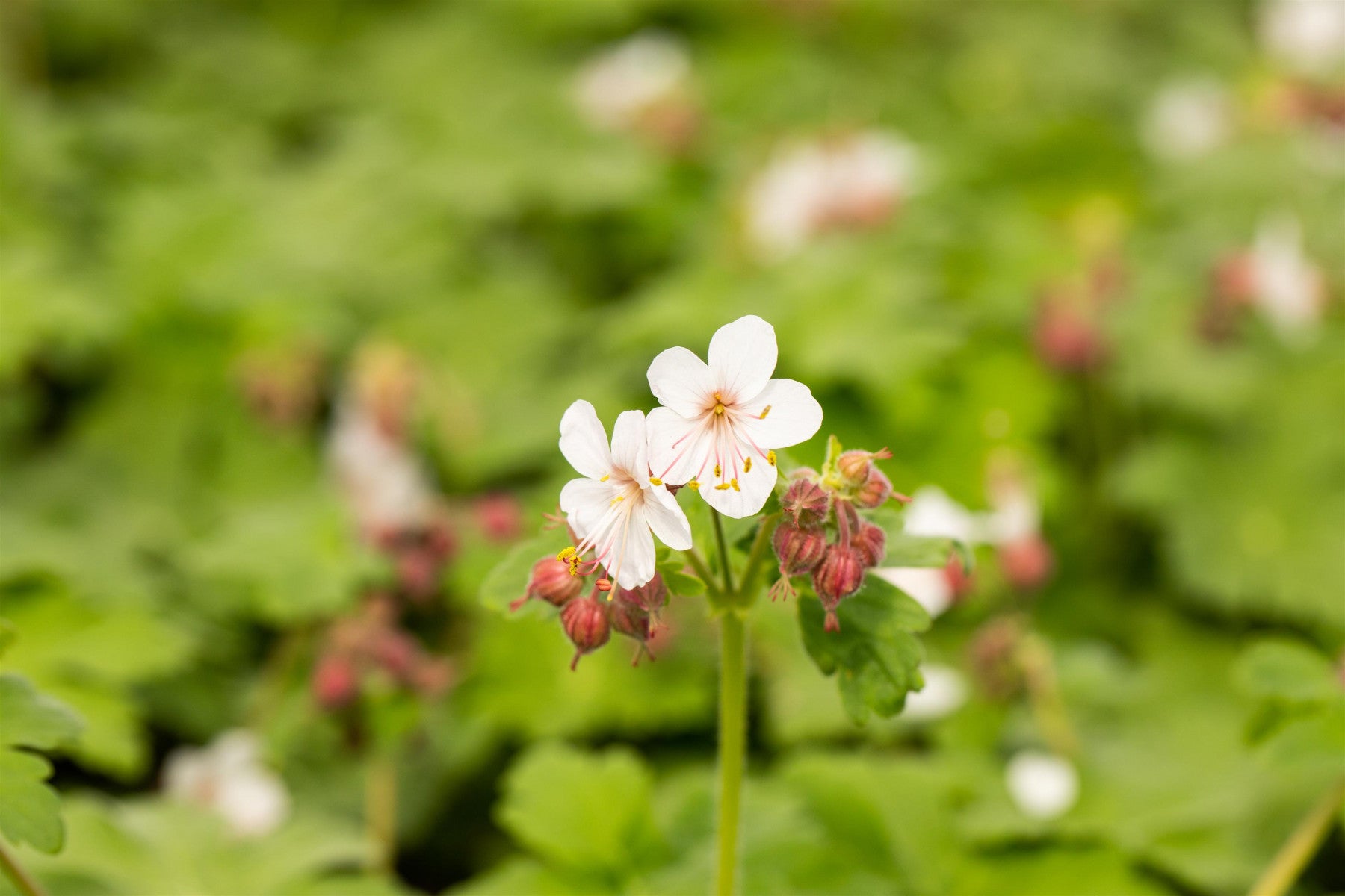 Geranium macrorrhizum 'Spessart' (Garten-Storchschnabel)