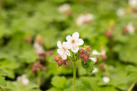 Geranium macrorrhizum 'Spessart' ;;ab 3,30 Euro