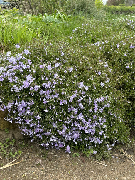 Garten-Teppich-Flammenblume als Pflanze im Beet ; Einsatz: Beeteinfassung ; Pluspunkt: bodendeckend;;hier kaufen