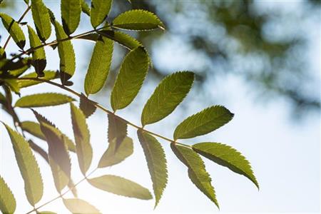 Sorbus serotina mit Sommerbelaubung, erhältlich von 270-330 bis 450-650 cm ;;ab 276,00 Euro