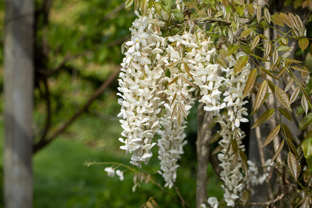 Wisteria sinensis 'Alba' mit Blüte, erhältlich von 100-150 bis 150-200 cm ;;ab 59,50 Euro