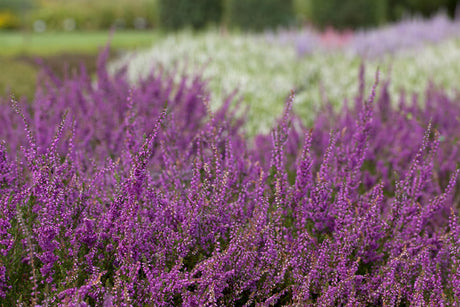 Calluna vulgaris 'Carmen' ;;ab 2,31 Euro