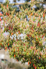 Synonym (alte Bezeichnung): Photinia davidiana var.davidiana mit Sommerbelaubung ; Einsatz: Bienenweide ; Pluspunkt: bienenfreundlich;;Pflanzen vom Profi