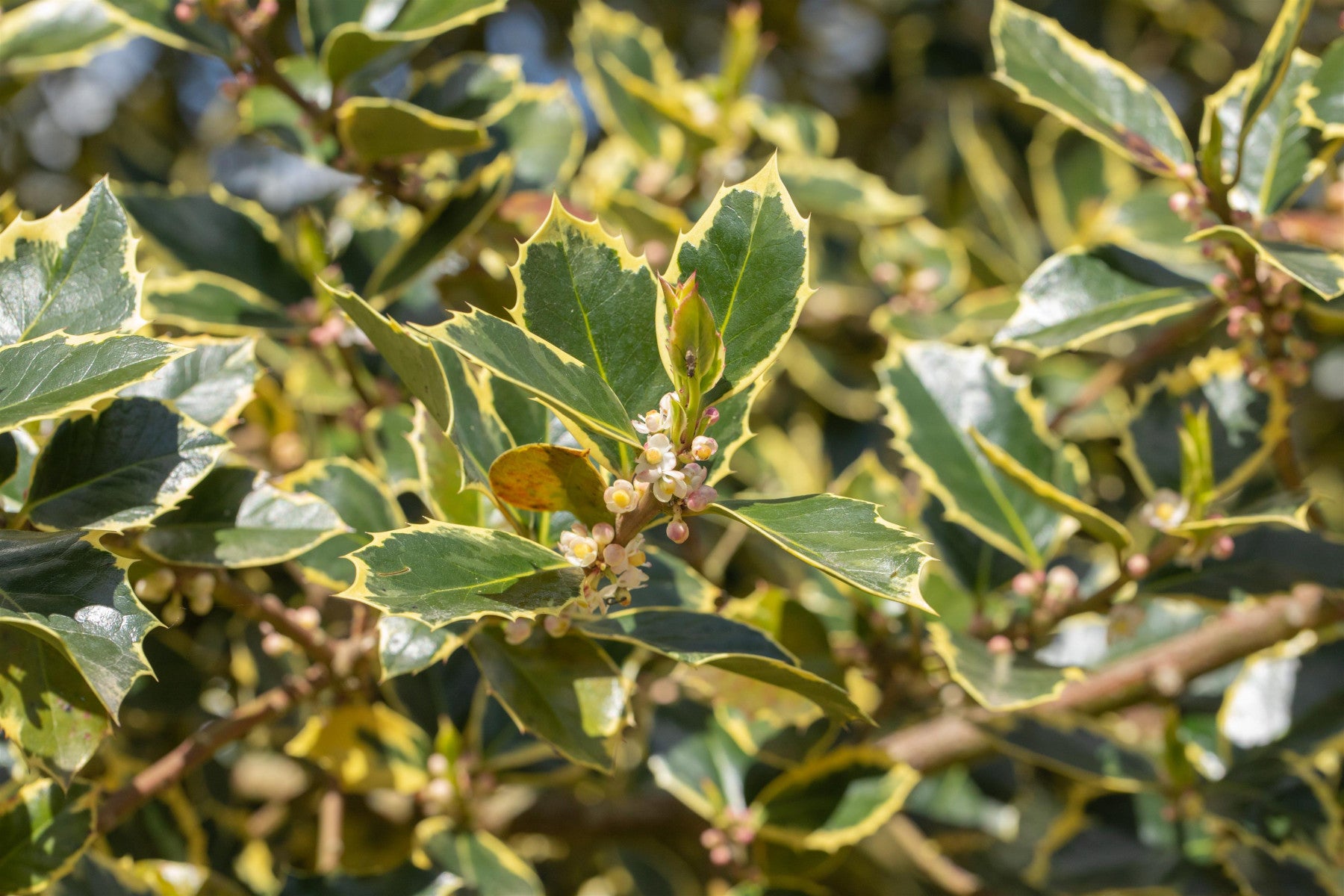 Ilex aquif. 'Rubricaulis Aurea' (Gelbbunte Stechpalme 'Rubricaulis Aurea')