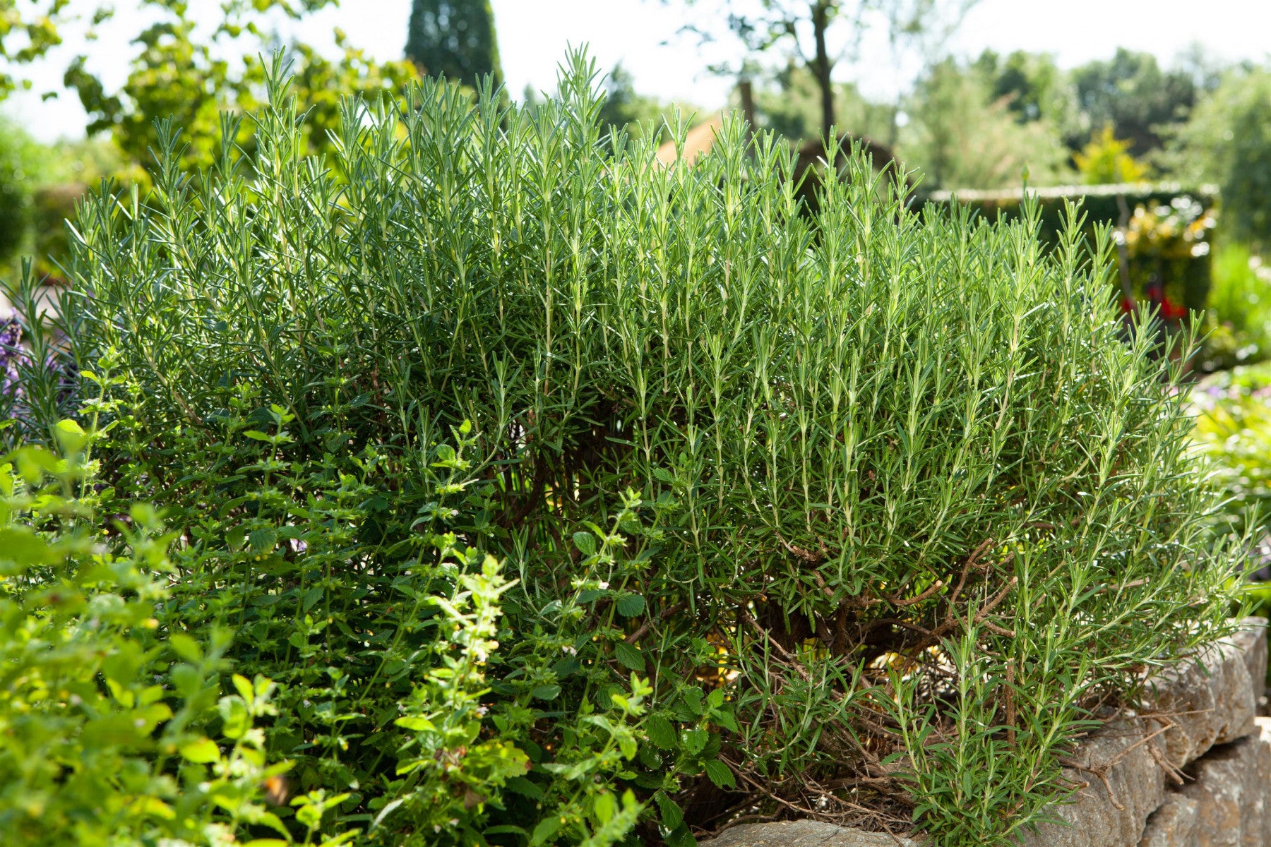 Rosmarinus officinalis 'Arp' (Garten-Rosmarin)