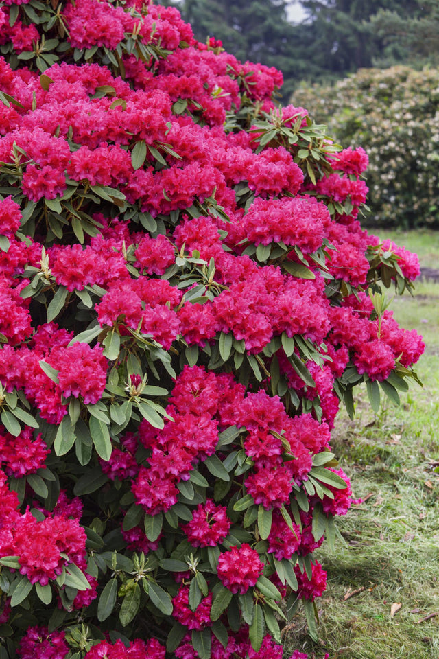 Rhododendron Hybr. 'Nova Zembla' mit Blüte, erhältlich von 30-40 bis 90-100 cm ;;ab 31,20 Euro