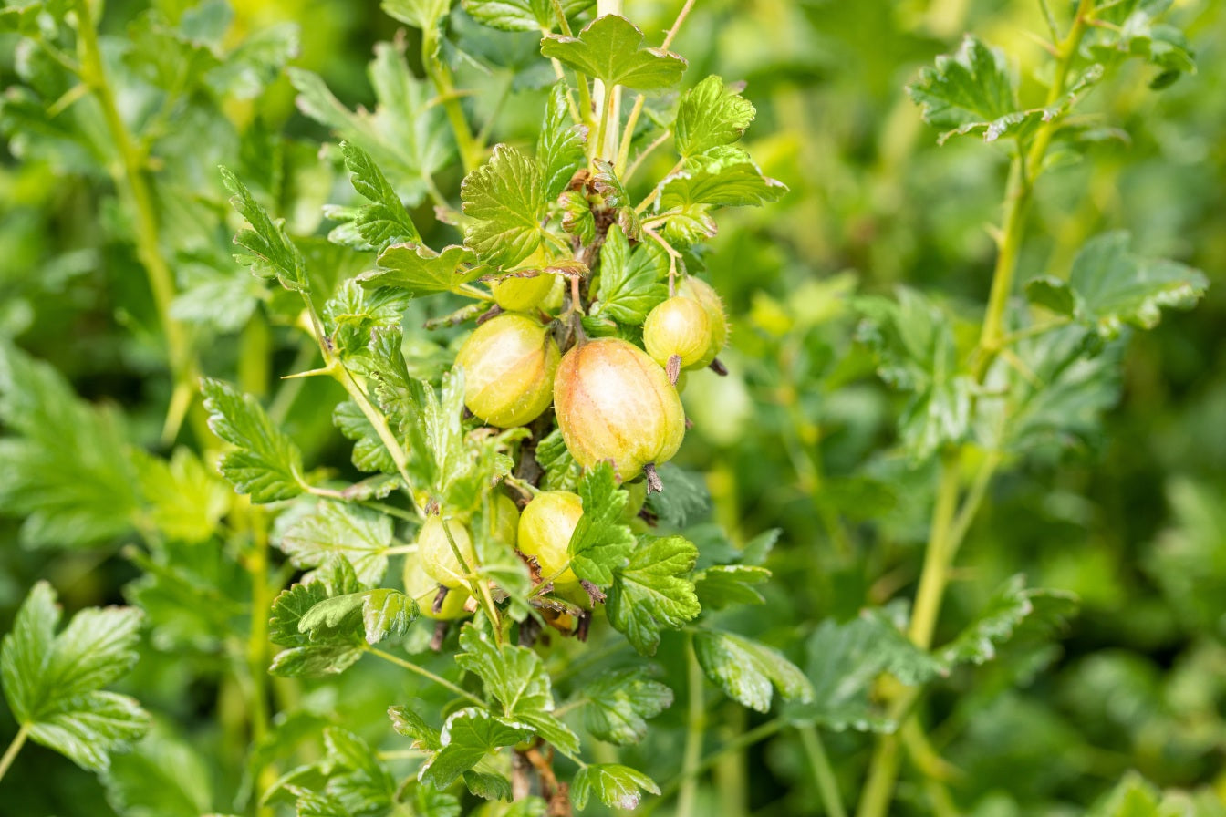 Ribes uva-crispa 'Mucurines' (Stachelbeere 'Mucurines')