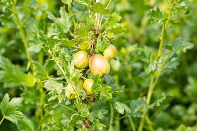 Ribes uva-crispa 'Mucurines' mit Früchten ;;ab 18,90 Euro