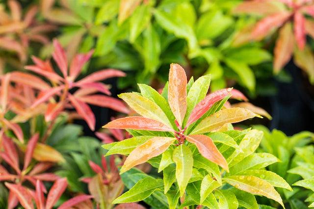 Pieris japonica 'Mountain Fire' , erhältlich von 20-25 bis 60-80 cm ;;ab 17,40 Euro