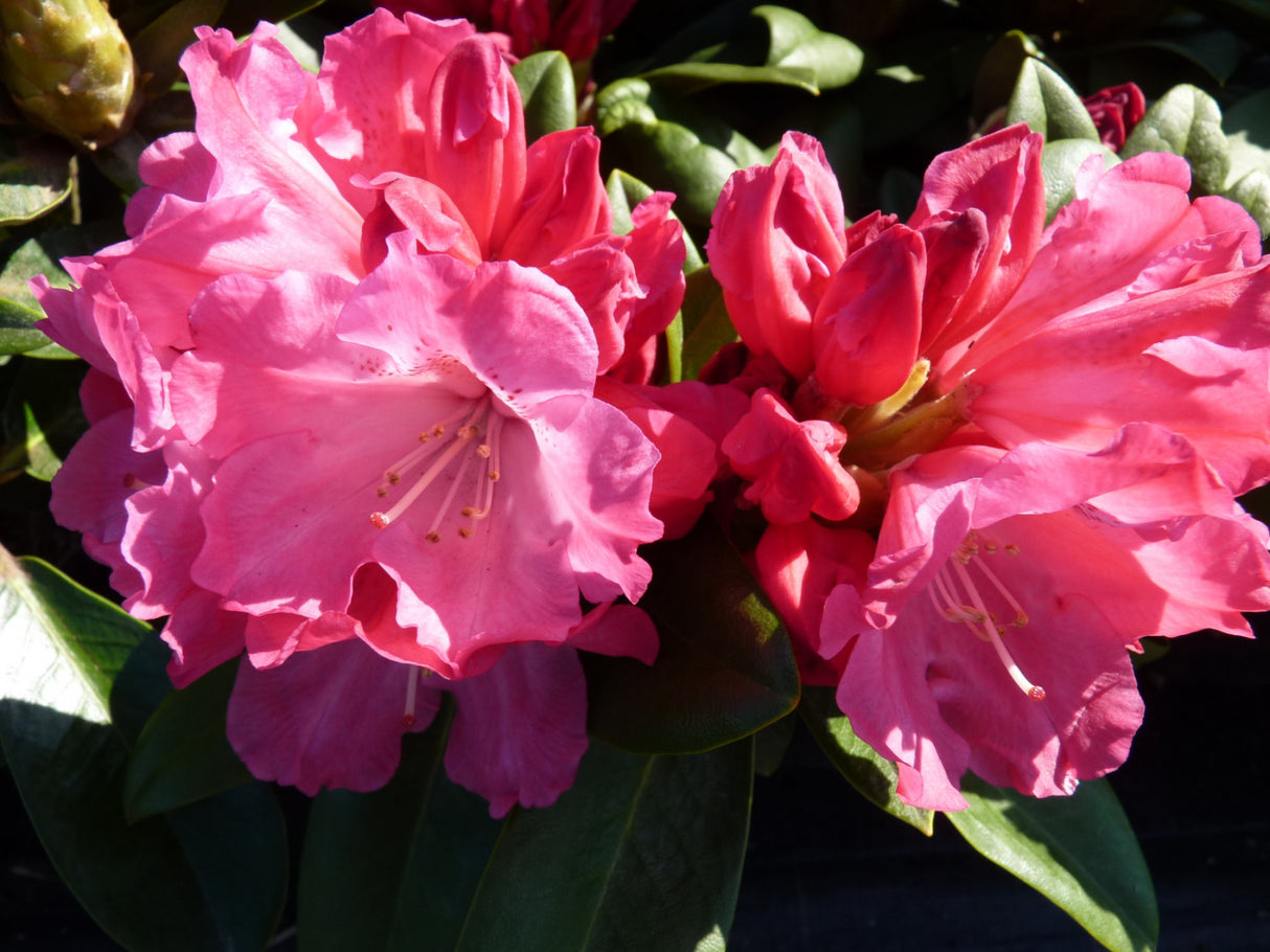 Rhododendron yak. 'Morgenrot' ; Pluspunkt: farbenfroh;;mit zeitnaher Lieferung