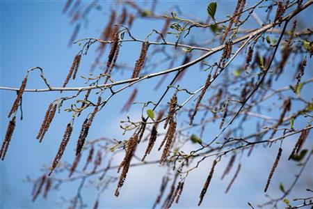 Schwarz-Erle mit Blüte, erhältlich als: Sämling ; Einsatz: Trockenheitstolerante Pflanze ; Pluspunkt: pioniergehölz;;günstig mit Qualität