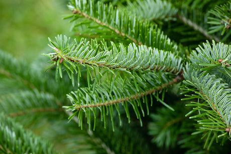 Abies nordmanniana mit Sommerbelaubung, erhältlich von 30-40 bis 200-225 cm ;;ab 1,20 Euro