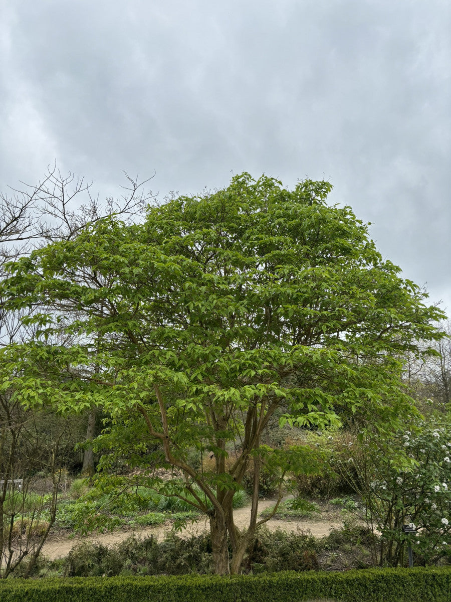 Heptacodium miconioides (Heptacodium)