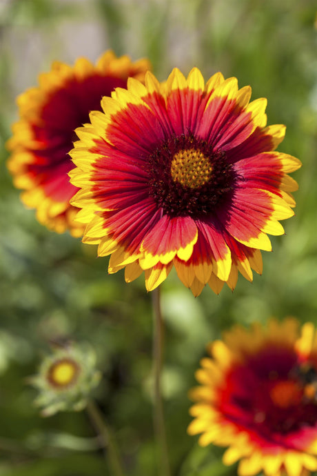 Gaillardia x grandiflora 'Kobold' ;;ab 3,90 Euro