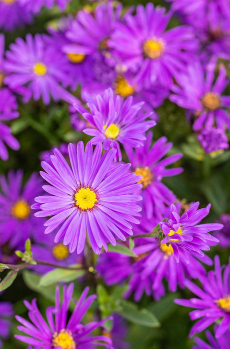 Aster amellus 'Veilchenkönigin' mit Blüte ;;ab 5,85 Euro