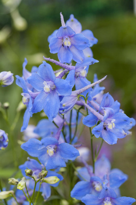 Delphinium x bellad. 'Piccolo' mit Blüte ;;ab 8,95 Euro