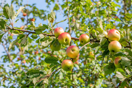 Malus 'Grahams Jubiläumsapfel' mit Früchten, erhältlich von 150-200 bis 450-650 cm ;;ab 34,60 Euro