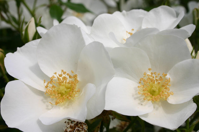 Rosa 'Escimo' BDR mit Blüte ;;ab 9,50 Euro