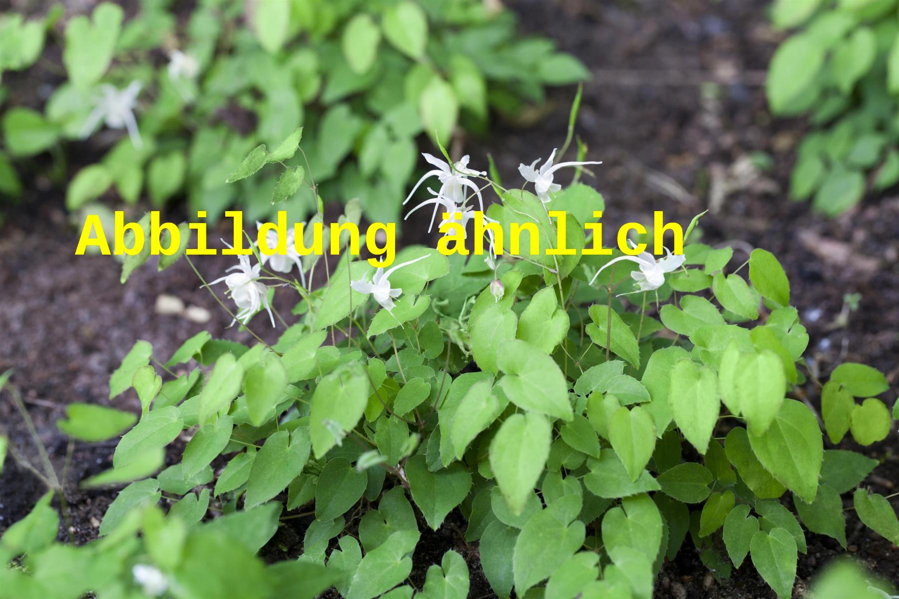 Epimedium grandiflorum, weiß (Großblütige Garten-Elfenblume)