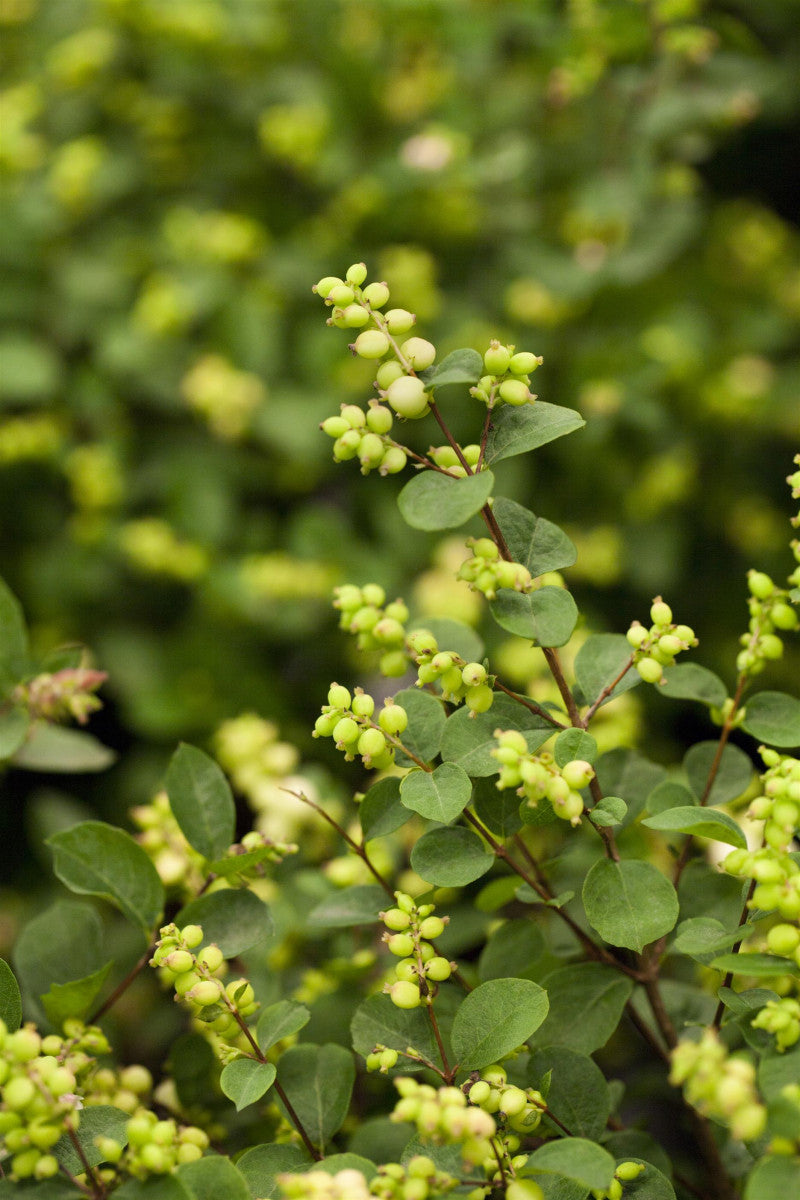 Symphoricarpos doorenbosii 'White Hedge' (Weiße Schneebeere)