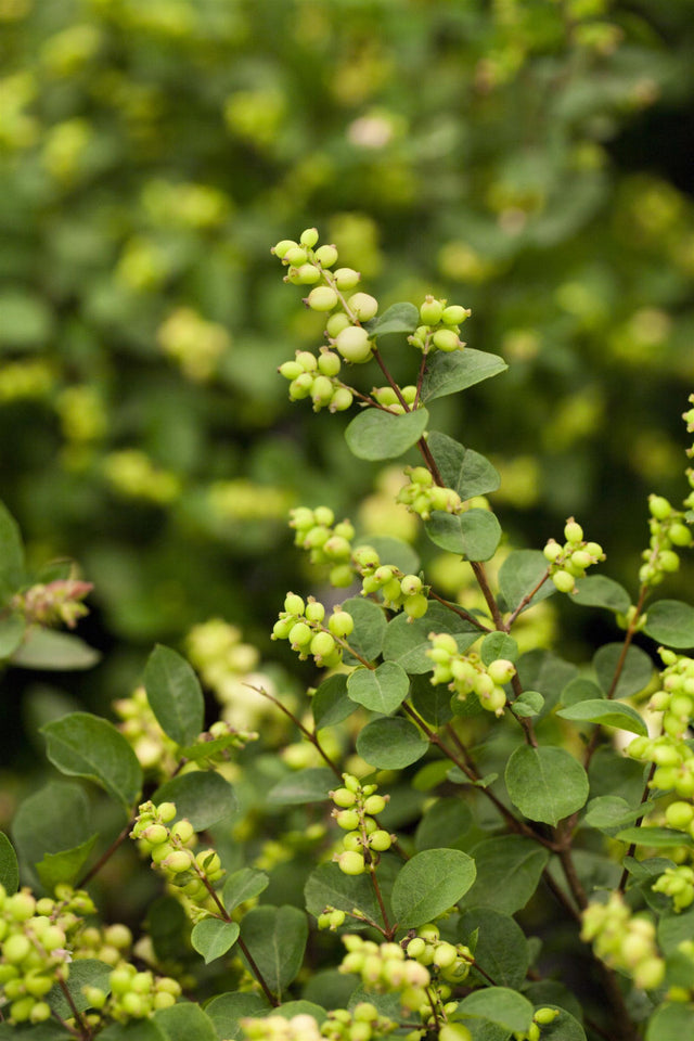 Symphoricarpos doorenbosii 'White Hedge' mit Sommerbelaubung, erhältlich von 40-60 bis 60-100 cm ;;ab 13,00 Euro